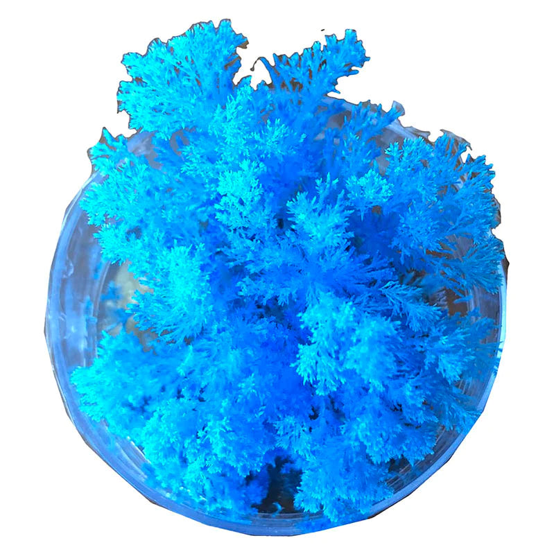 Coral Reef Magic Rock